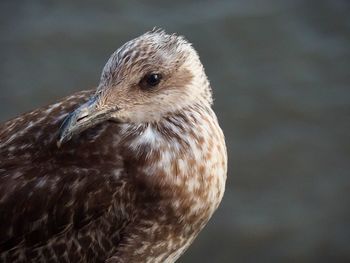 Close-up of bird