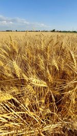 Scenic view of wheat field against sky