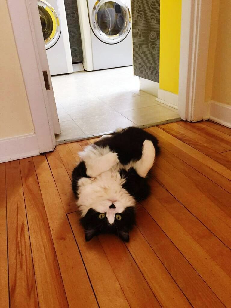 indoors, domestic animals, pets, animal themes, one animal, mammal, domestic cat, cat, high angle view, hardwood floor, table, home interior, wood - material, flooring, relaxation, feline, dog, no people, lying down, white color