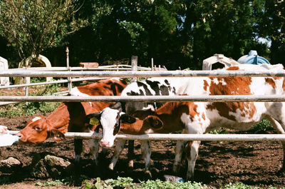 Cows standing in a farm