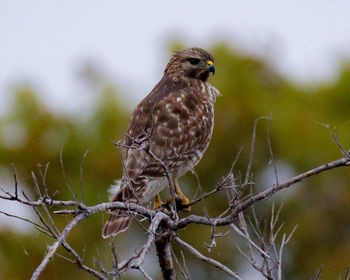 Close-up of bird perching on tree