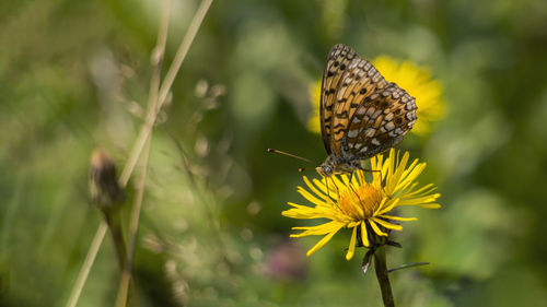 Close-up of a butterfly perching on a yellow wild flower in a blurred green pasture summer day.