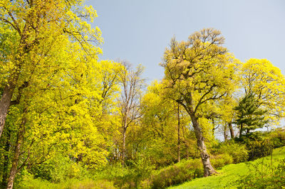 Low angle view of yellow trees against clear sky