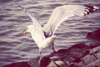 Seagull flying over lake