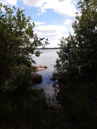 Scenic view of lake in forest against sky