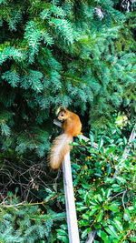 View of monkey on tree