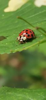Close-up of ladybug on leaf