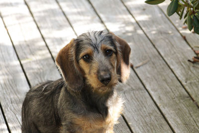 Close-up portrait of a dog