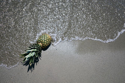 High angle view of crab on beach
