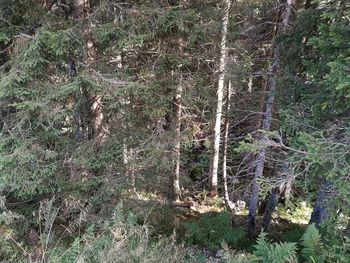 Trees on field in forest