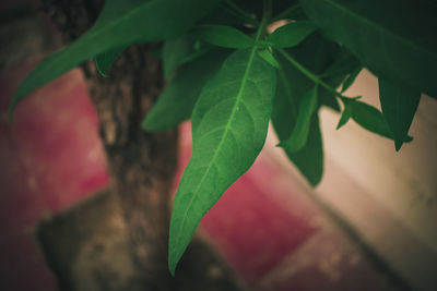 Close-up of fresh green plant