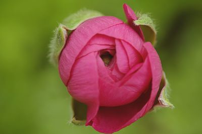 Close-up of pink rose