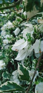 Close-up of white flowering plant