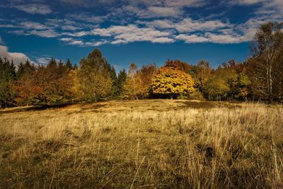 Trees growing in farm against sky during sunset