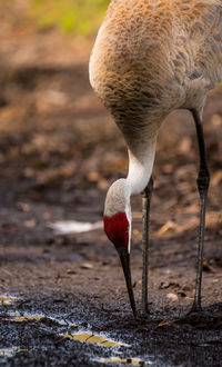 Close-up of a bird drinking water