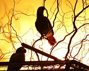 Low angle view of bird perching on bare tree