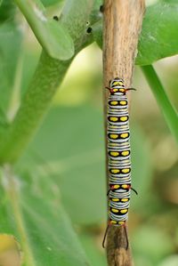 Close-up of insect on plant