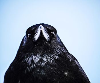 Close-up of a bird against blue background