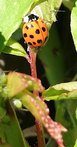Close-up of ladybug on leaf