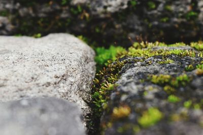 Close-up of moss on rock