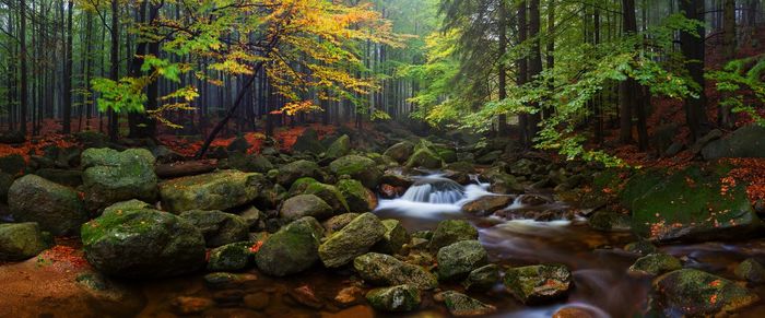 Scenic view of waterfall in forest