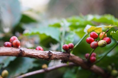 This is a photo of a coffee tree that is bearing fruit, which i took on a coffee plantation