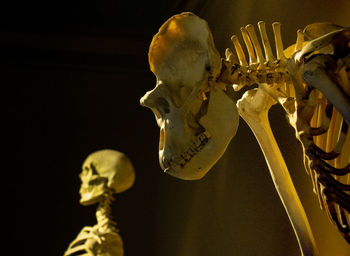 Human and monkey skeleton in museum