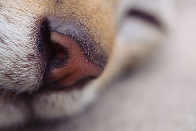 Close-up of dog