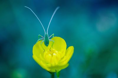 Close-up of yellow flowering plant