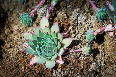 High angle view of succulent plant on field