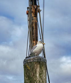 Low angle view of bird perching on wooden post against sky