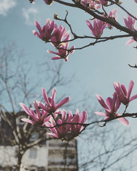 Close-up of pink cherry blossoms against sky