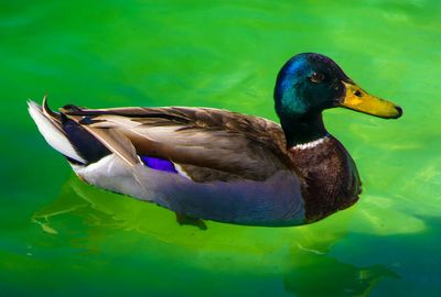 Close-up of duck swimming in lake