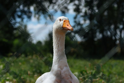 Close-up of a bird on land