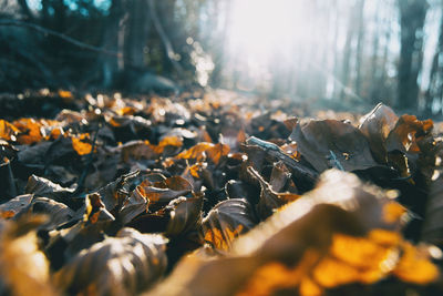 Close-up of autumn leaves in forest