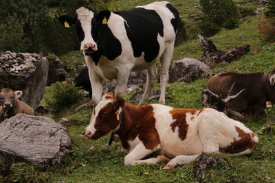 Cows on grass