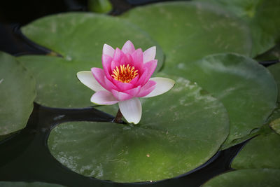 Close-up of lotus water lily in pond