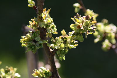 Close-up of flowering plant