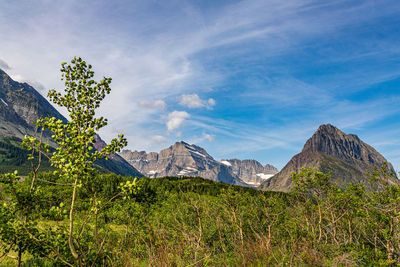 Plants growing on land against sky