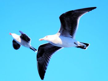 Low angle view of seagull flying against blue sky