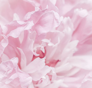 Close-up of white rose