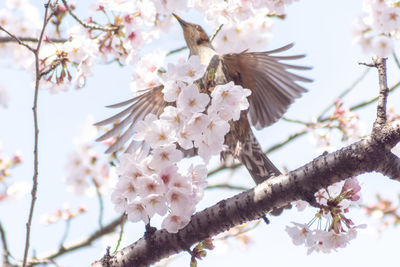 Bird taking off from cherry blossoms in spring