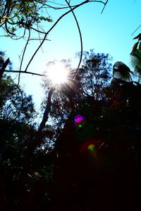 Sun shining through trees