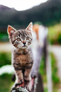 Close-up portrait of cat against blurred background