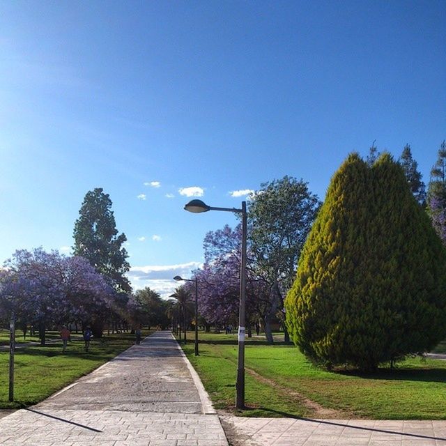 tree, grass, blue, sky, the way forward, sunlight, road, clear sky, nature, footpath, tranquility, shadow, street light, park - man made space, tranquil scene, day, green color, outdoors, growth, cloud