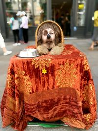 Portrait of monkey with dog