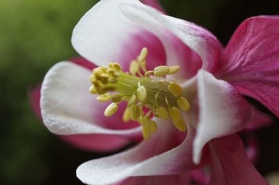 Macro shot of pink flower