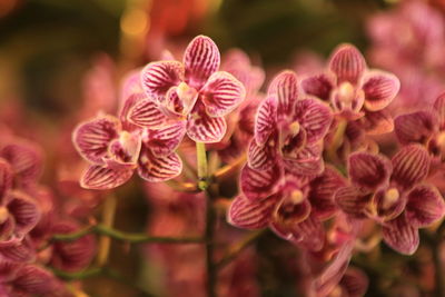 Close-up of pink flowering plants