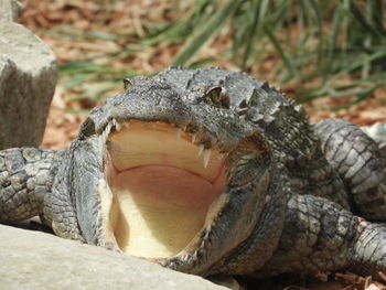 Close-up of a lizard