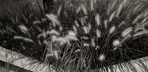 Full frame shot of plants on field